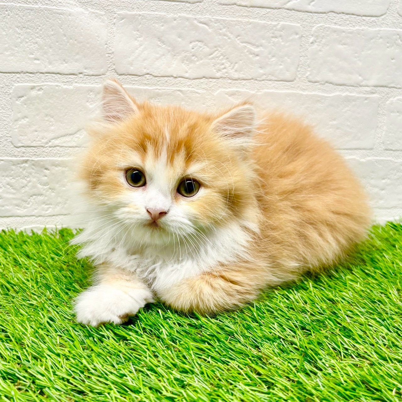 滋賀県のスコティッシュフォールド (ワンニャンハウス草津店/2025年9月29日生まれ/男の子/レッドホワイト)の子猫の2枚目の画像