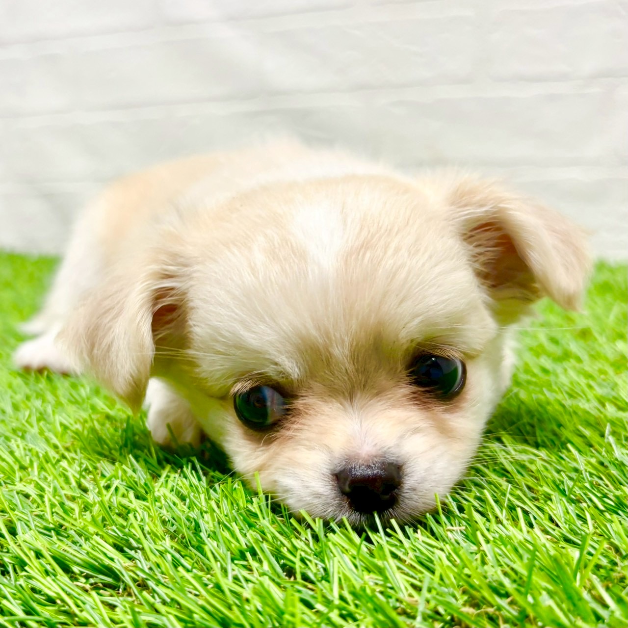 滋賀県のチワワ(ロング) (ワンニャンハウス草津店/2025年8月10日生まれ/男の子/クリーム)の子犬の4枚目の画像