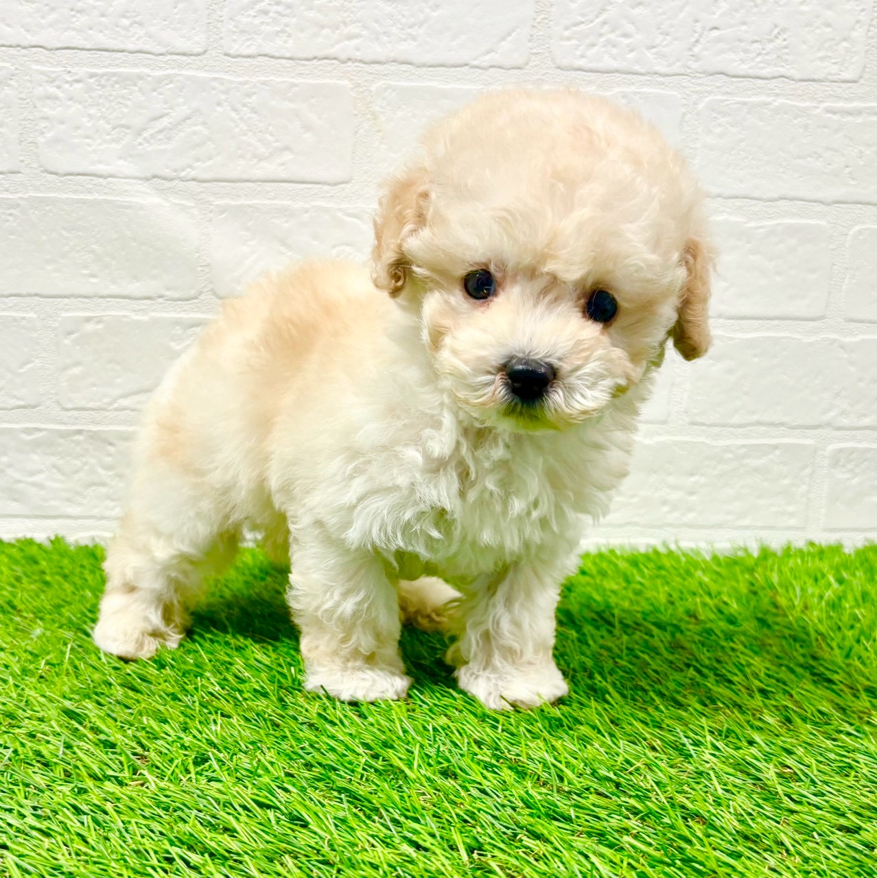 滋賀県のトイプードル(トイ) (ワンニャンハウス草津店/2025年11月12日生まれ/男の子/ペールフォーン)の子犬の4枚目の画像