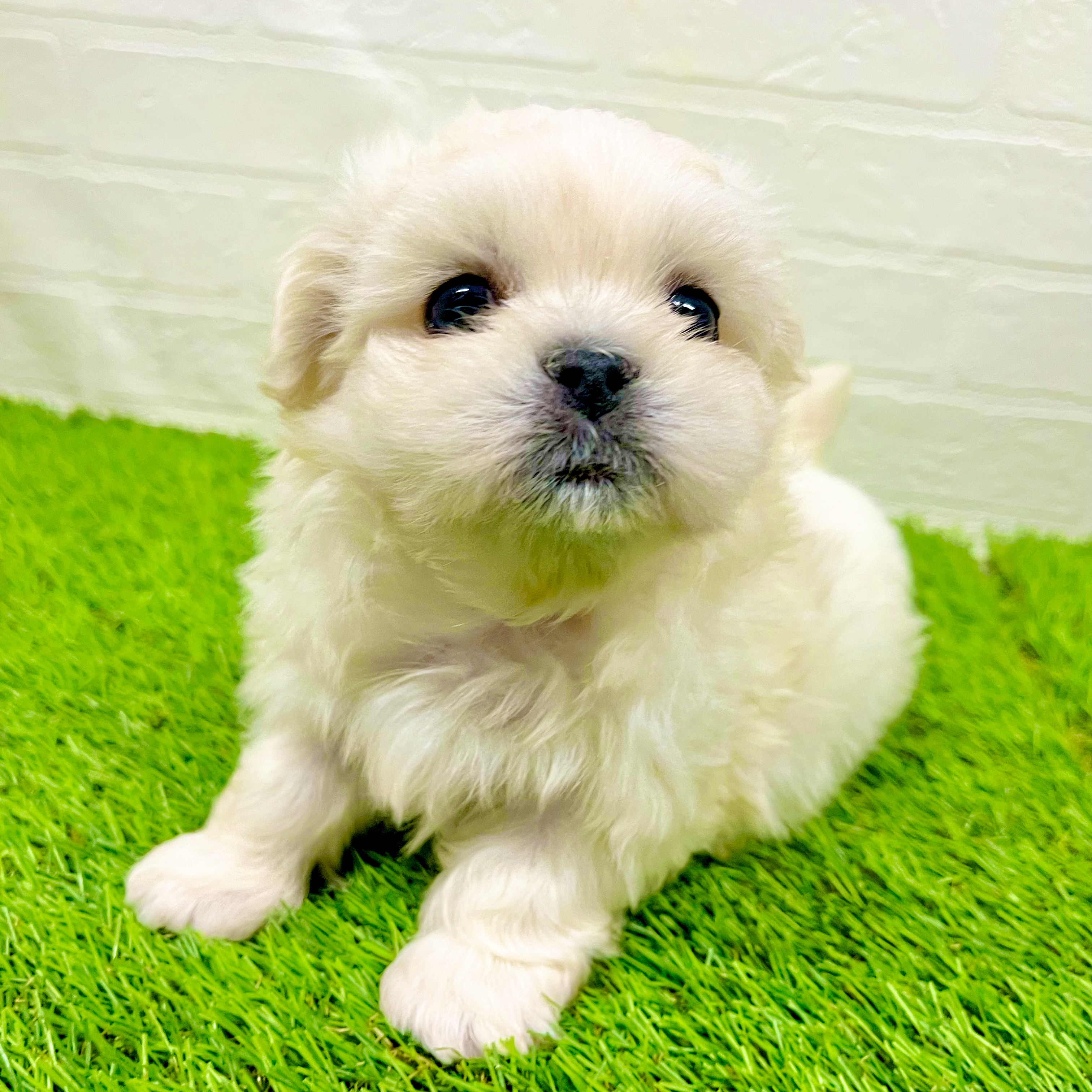滋賀県のペキマル/マルペキ(ペキニーズ×マルチーズ) (ワンニャンハウス草津店/2025年9月25日生まれ/男の子/ホワイト)の子犬の2枚目の画像
