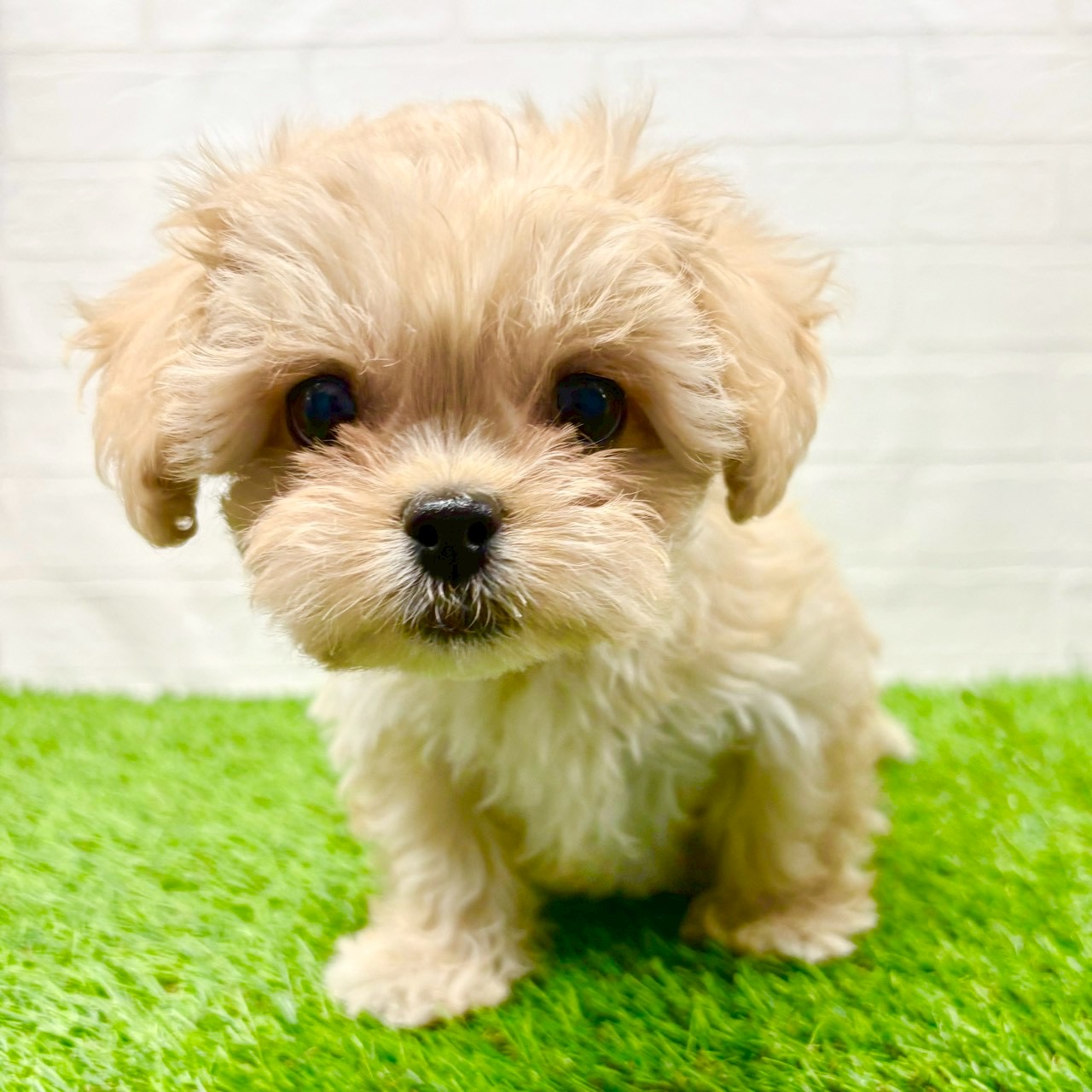 滋賀県のペキプー(ペキニーズ×プードル) (ワンニャンハウス草津店/2025年8月30日生まれ/女の子/クリーム)の子犬の3枚目の画像