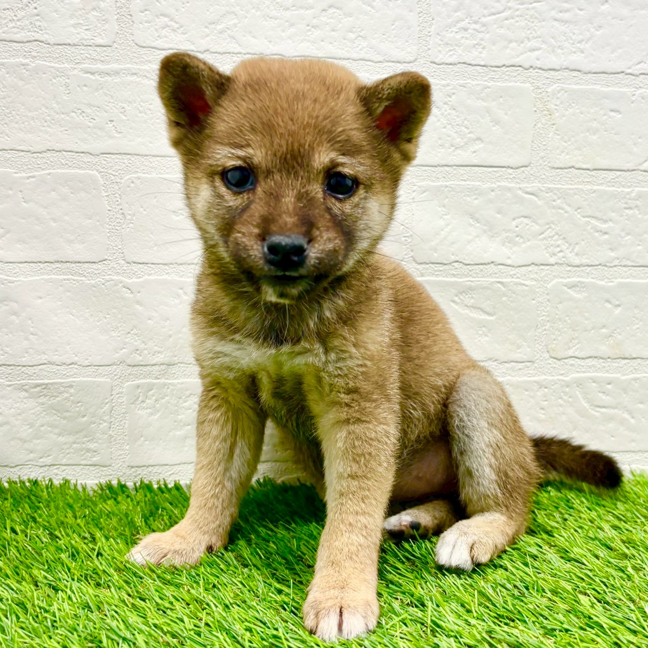 滋賀県の柴犬(標準サイズ) (ワンニャンハウス草津店/2025年11月17日生まれ/女の子/赤)の子犬の2枚目の画像