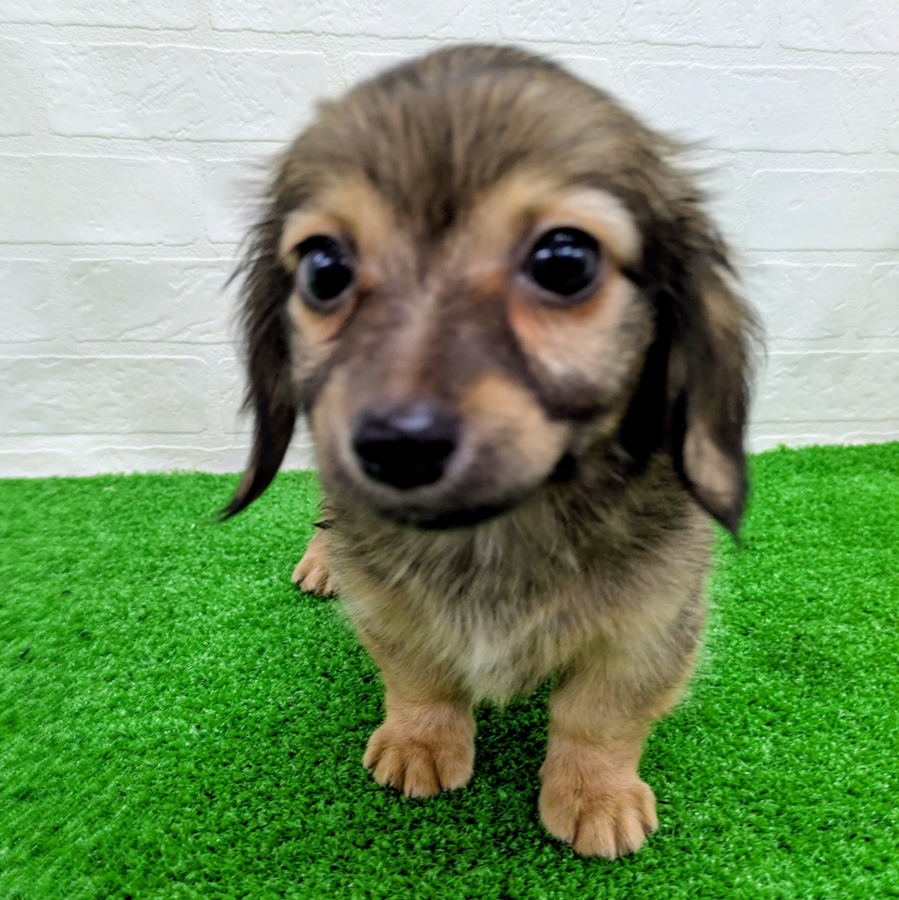 滋賀県のハーフ犬・ミックス犬 (ワンニャンハウス草津店/2026年6月7日生まれ/男の子/フォーン)の子犬の2枚目の画像