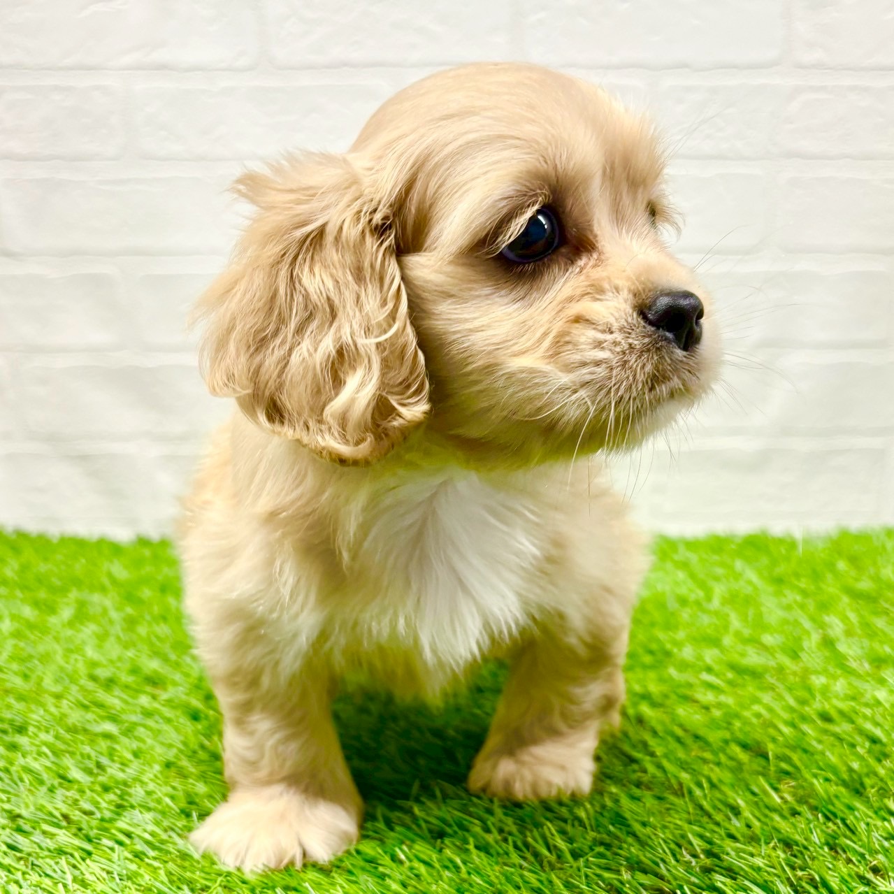 滋賀県のハーフ犬・ミックス犬 (ワンニャンハウス草津店/2025年7月27日生まれ/女の子/クリーム)の子犬の2枚目の画像