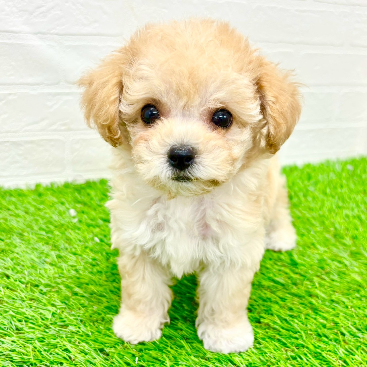 滋賀県のビションプー(ビションフリーゼ×プードル) (ワンニャンハウス草津店/2026年1月4日生まれ/女の子/クリーム)の子犬の3枚目の画像