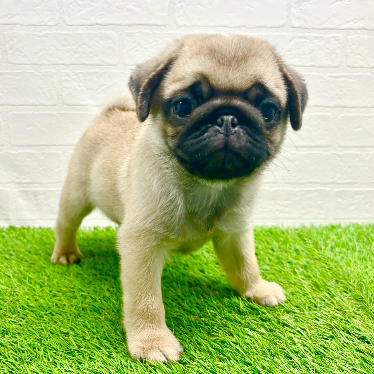 滋賀県のパグ (ワンニャンハウス草津店/2025年10月13日生まれ/男の子/フォーン)の子犬の3枚目の画像