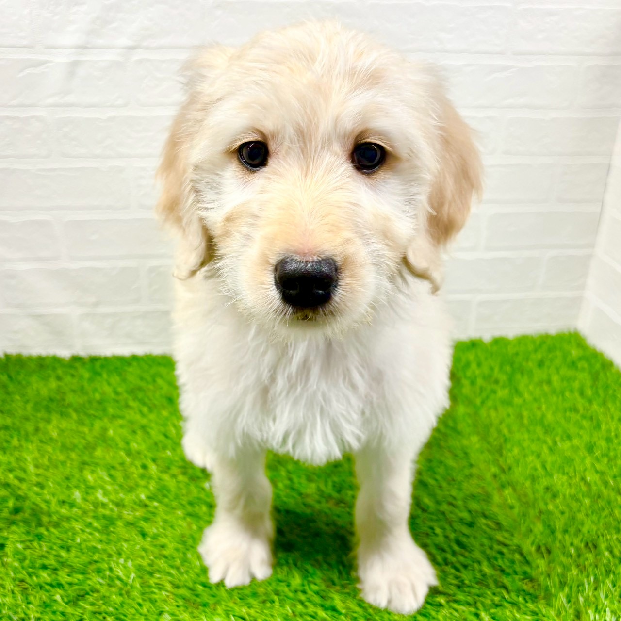 滋賀県のゴールデンドゥードゥル(ゴールデン×プードル) (ワンニャンハウス草津店/2025年10月11日生まれ/女の子/クリーム)の子犬の2枚目の画像