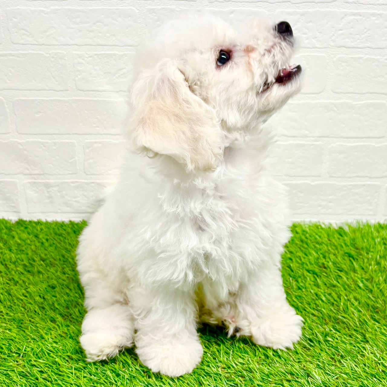 滋賀県のビションフリーゼ (ワンニャンハウス草津店/2025年8月29日生まれ/男の子/ホワイト)の子犬の3枚目の画像