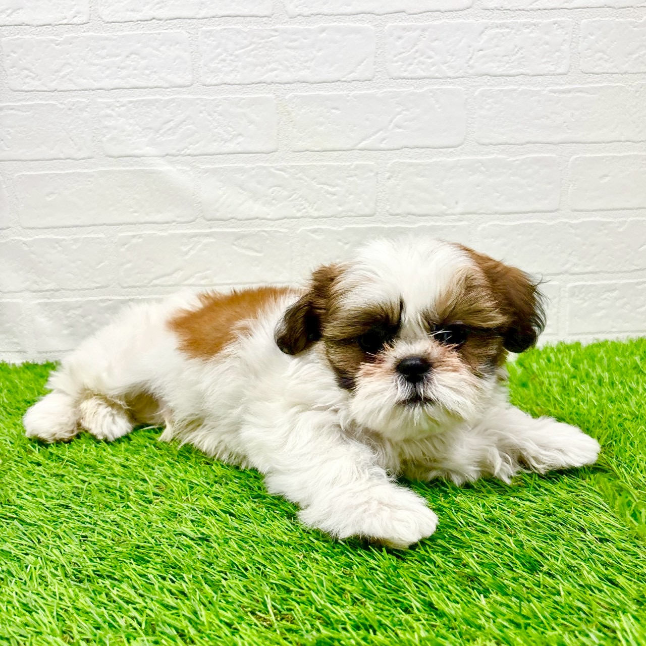 滋賀県のシーズー (ワンニャンハウス草津店/2025年11月16日生まれ/男の子/ホワイトゴールド)の子犬の4枚目の画像