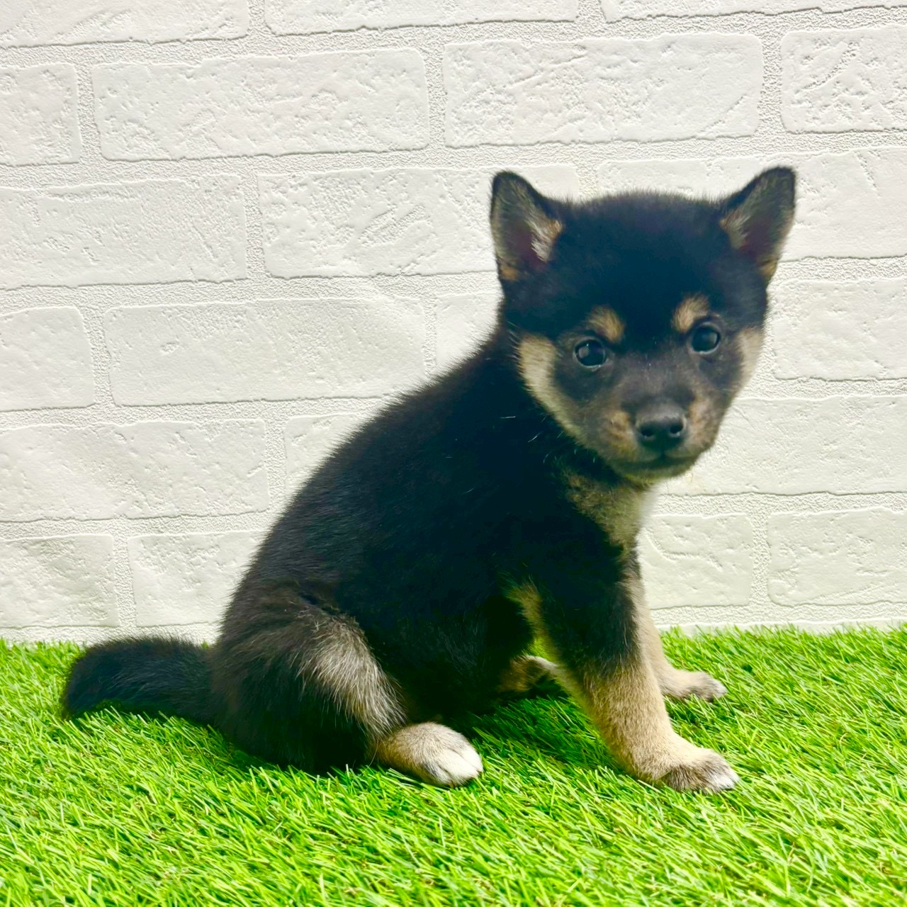 滋賀県の豆柴 (ワンニャンハウス草津店/2025年10月18日生まれ/男の子/黒)の子犬の2枚目の画像