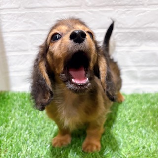 兵庫県のカニンヘンダックスフンド(ロング) (ワンニャンハウス西宮中央店/2025年10月16日生まれ/男の子/シェーデットレッド)の子犬の3枚目の画像