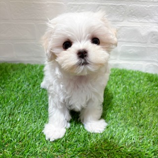 兵庫県のマルチーズ (ワンニャンハウス西宮中央店/2025年8月30日生まれ/女の子/ホワイト)の子犬の4枚目の画像