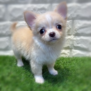 兵庫県のチワワ(ロング) (ワンニャンハウス西宮中央店/2026年2月1日生まれ/男の子/クリーム)の子犬の1枚目の画像