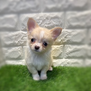 兵庫県のチワワ(ロング) (ワンニャンハウス西宮中央店/2026年2月1日生まれ/男の子/クリーム)の子犬の3枚目の画像