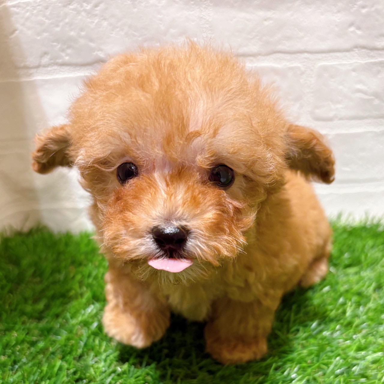 兵庫県のトイプードル(トイ) (ワンニャンハウス西宮中央店/2026年1月11日生まれ/男の子/オレンジフォーン)の子犬の2枚目の画像