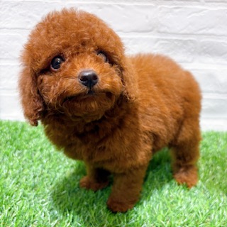 兵庫県のトイプードル(トイ) (ワンニャンハウス西宮中央店/2025年10月20日生まれ/女の子/レッド)の子犬の3枚目の画像