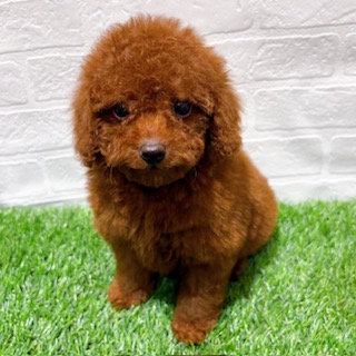 兵庫県のトイプードル(トイ) (ワンニャンハウス西宮中央店/2025年10月20日生まれ/女の子/レッド)の子犬の1枚目の画像