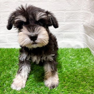 兵庫県のミニチュアシュナウザー (ワンニャンハウス西宮中央店/2025年12月22日生まれ/女の子/ブラックシルバー)の子犬の4枚目の画像