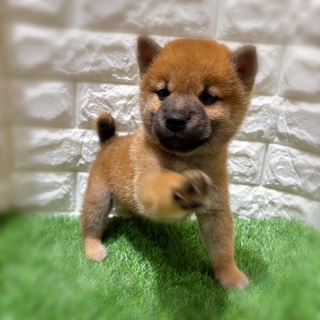 兵庫県の柴犬(標準サイズ) (ワンニャンハウス西宮中央店/2026年6月21日生まれ/男の子/赤)の子犬の4枚目の画像