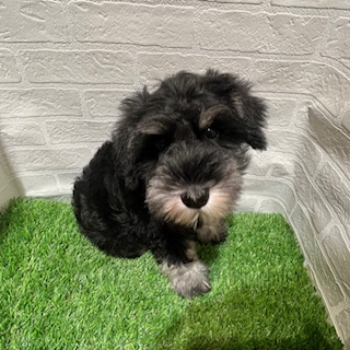 兵庫県のミニチュアシュナウザー (ワンニャンハウス西宮中央店/2025年9月11日生まれ/女の子/ブラックシルバー)の子犬の1枚目の画像