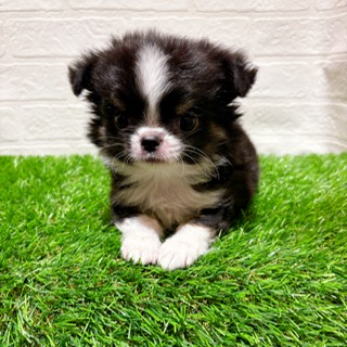 兵庫県のチワワ(ロング) (ワンニャンハウス西宮中央店/2025年12月1日生まれ/男の子/ブラッククリームホワイト)の子犬の4枚目の画像