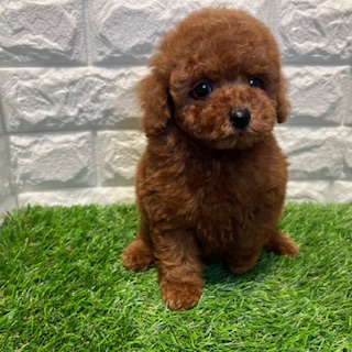 兵庫県のトイプードル(トイ) (ワンニャンハウス西宮中央店/2026年2月18日生まれ/男の子/レッド&フォーン)の子犬の3枚目の画像