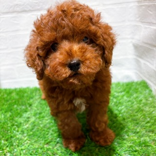 兵庫県のトイプードル(トイ) (ワンニャンハウス西宮中央店/2025年12月14日生まれ/男の子/レッド)の子犬の2枚目の画像