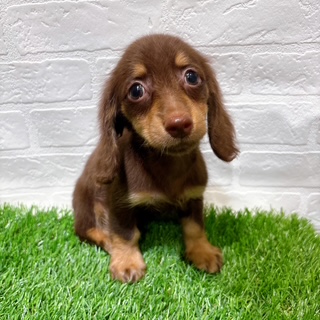 兵庫県のミニチュアダックスフンド(ロング) (ワンニャンハウス西宮中央店/2025年9月15日生まれ/男の子/チョコレートイエロー)の子犬の1枚目の画像