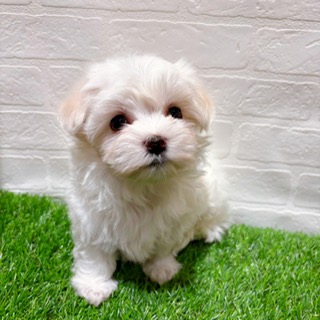 兵庫県のマルチーズ (ワンニャンハウス西宮中央店/2025年9月22日生まれ/女の子/ホワイト)の子犬の3枚目の画像