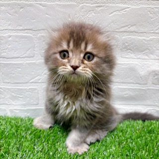 兵庫県のスコティッシュフォールド (ワンニャンハウス西宮中央店/2025年9月20日生まれ/男の子/ブルータビー)の子猫の2枚目の画像