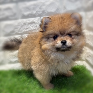 兵庫県のポメラニアン (ワンニャンハウス西宮中央店/2026年1月24日生まれ/女の子/オレンジセーブル)の子犬の4枚目の画像