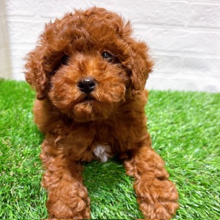 兵庫県のトイプードル(トイ) (ワンニャンハウス西宮中央店/2025年12月14日生まれ/男の子/レッド)の子犬の4枚目の画像