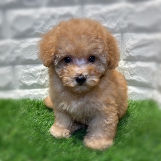 兵庫県のマルプー(マルチーズ×プードル) (ワンニャンハウス西宮中央店/2026年2月2日生まれ/男の子/クリーム)の子犬の4枚目の画像