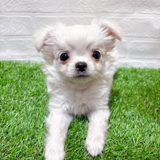 兵庫県のチワワ(ロング) (ワンニャンハウス西宮中央店/2025年10月17日生まれ/男の子/クリーム)の子犬の1枚目の画像