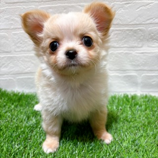 兵庫県のチワワ(ロング) (ワンニャンハウス西宮中央店/2025年11月12日生まれ/男の子/クリームホワイト)の子犬