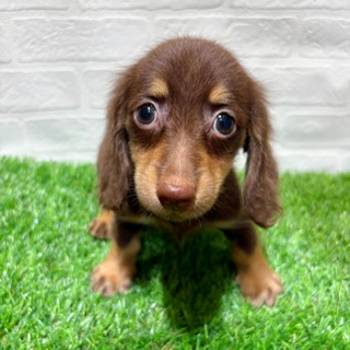 兵庫県のミニチュアダックスフンド(ロング) (ワンニャンハウス西宮中央店/2025年9月15日生まれ/男の子/チョコレートイエロー)の子犬の2枚目の画像