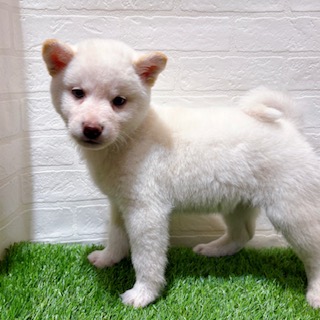 兵庫県の柴犬(標準サイズ) (ワンニャンハウス西宮中央店/2025年10月20日生まれ/女の子/白)の子犬の3枚目の画像
