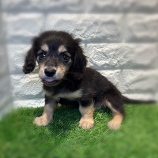 兵庫県のミニチュアダックスフンド(ロング) (ワンニャンハウス西宮中央店/2026年2月6日生まれ/男の子/ブラックタン)の子犬の2枚目の画像