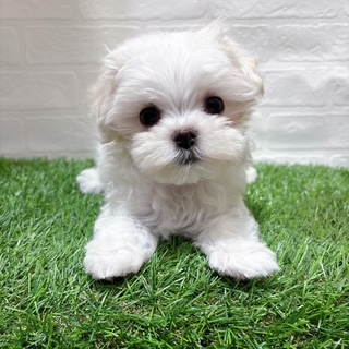 兵庫県のマルチーズ (ワンニャンハウス西宮中央店/2025年8月30日生まれ/女の子/ホワイト)の子犬の1枚目の画像