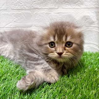 兵庫県のスコティッシュフォールド (ワンニャンハウス西宮中央店/2025年9月20日生まれ/男の子/ブルータビー)の子猫の4枚目の画像