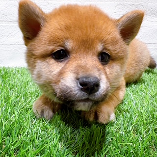 兵庫県の柴犬(標準サイズ) (ワンニャンハウス西宮中央店/2025年10月27日生まれ/女の子/赤)の子犬の3枚目の画像