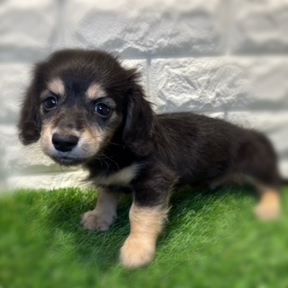 兵庫県のミニチュアダックスフンド(ロング) (ワンニャンハウス西宮中央店/2026年2月6日生まれ/男の子/ブラックタン)の子犬の4枚目の画像