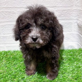 兵庫県のトイプードル(トイ) (ワンニャンハウス西宮中央店/2025年11月30日生まれ/男の子/グレーフォーンマーキング)の子犬の1枚目の画像