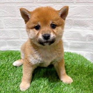 兵庫県の柴犬(標準サイズ) (ワンニャンハウス西宮中央店/2025年10月27日生まれ/女の子/赤)の子犬の1枚目の画像