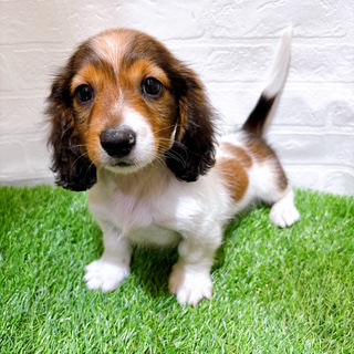 兵庫県のミニチュアダックスフンド(ロング) (ワンニャンハウス西宮中央店/2025年9月2日生まれ/男の子/シェーデットレッド)の子犬の3枚目の画像