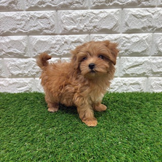 兵庫県のハーフ犬・ミックス犬 (ワンニャンハウス西宮中央店/2026年3月8日生まれ/女の子/アプリコット)の子犬の3枚目の画像