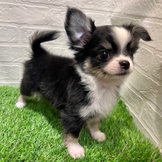 兵庫県のチワワ(ロング) (ワンニャンハウス西宮中央店/2025年8月29日生まれ/男の子/ブラックタンホワイト)の子犬の4枚目の画像