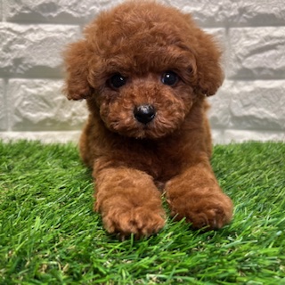 兵庫県のトイプードル(トイ) (ワンニャンハウス西宮中央店/2026年2月18日生まれ/男の子/レッド&フォーン)の子犬の1枚目の画像