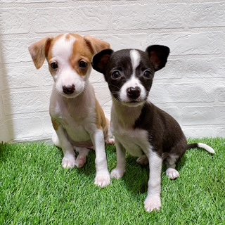 兵庫県のハーフ犬・ミックス犬 (ワンニャンハウス西宮中央店/2025年9月28日生まれ/男の子/フォーンホワイト)の子犬の4枚目の画像