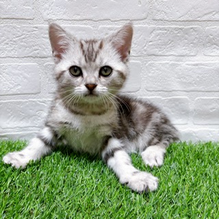 兵庫県のアメリカンショートヘアー (ワンニャンハウス西宮中央店/2025年10月12日生まれ/男の子/シルバータビー)の子猫の1枚目の画像